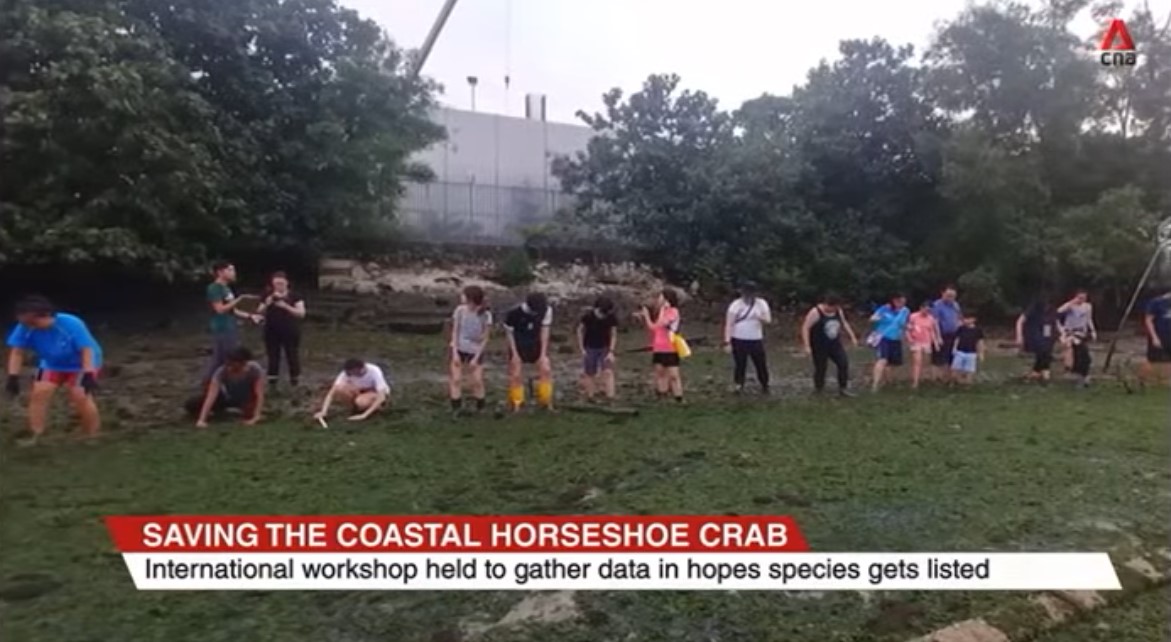 CNA news on the International Horseshoe Crab Conference hosted by NSS